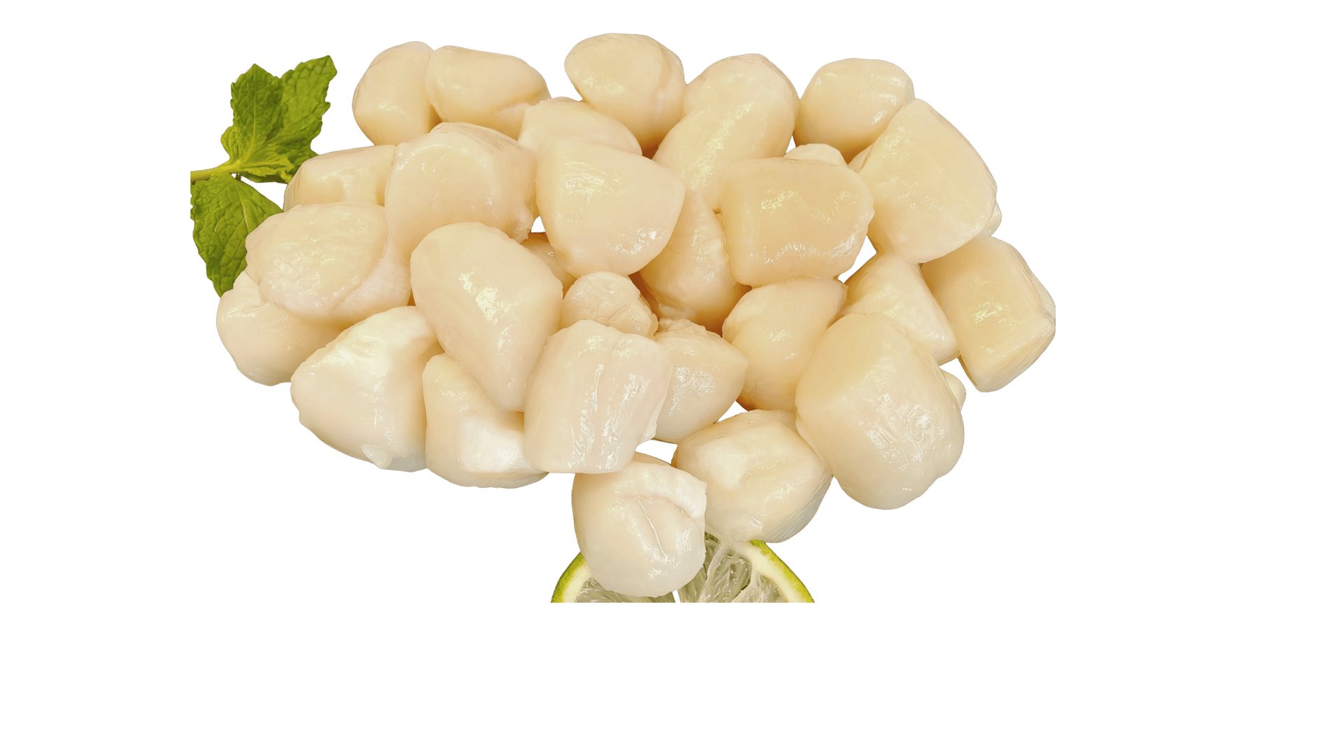 Bay Scallop Meat