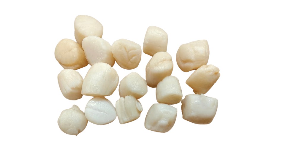Blanched Bay Scallop Meat