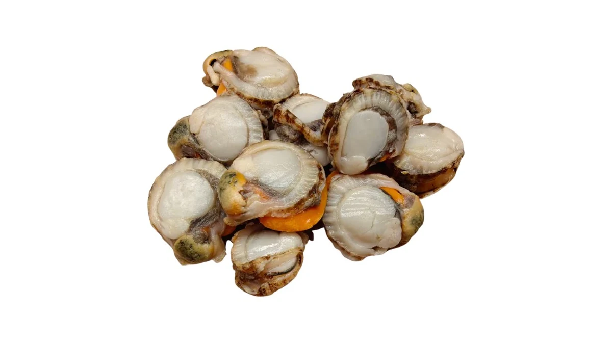Boiled Ferri Scallop Meat