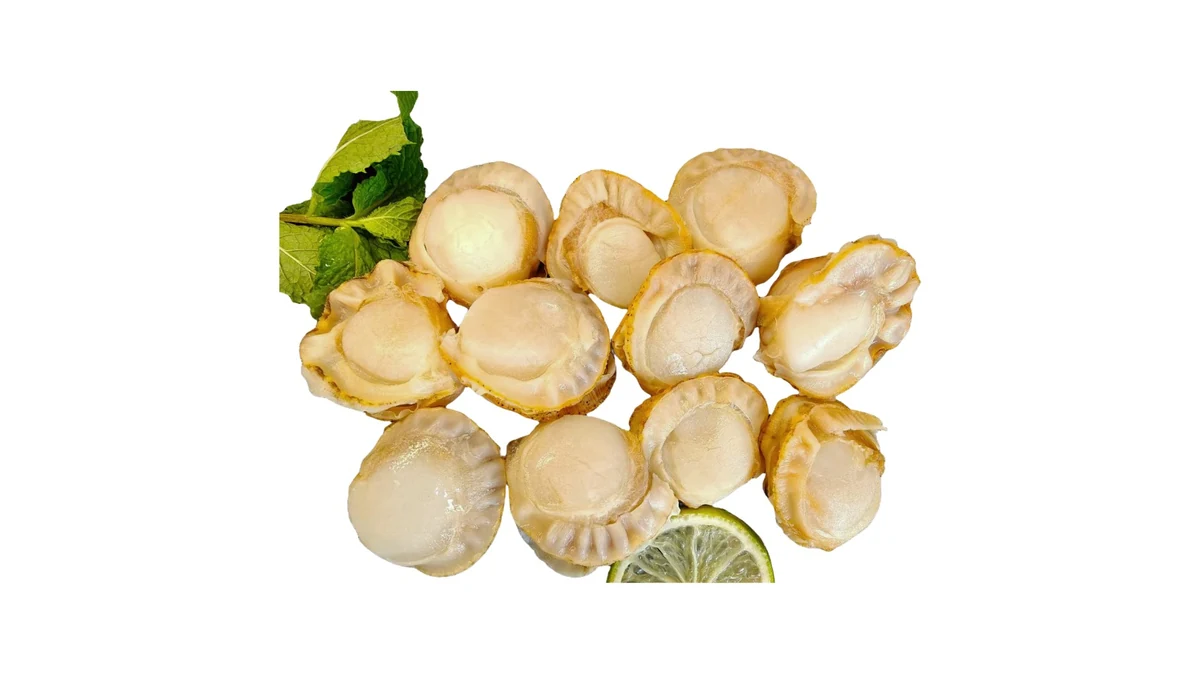 Boiled Sea Scallop