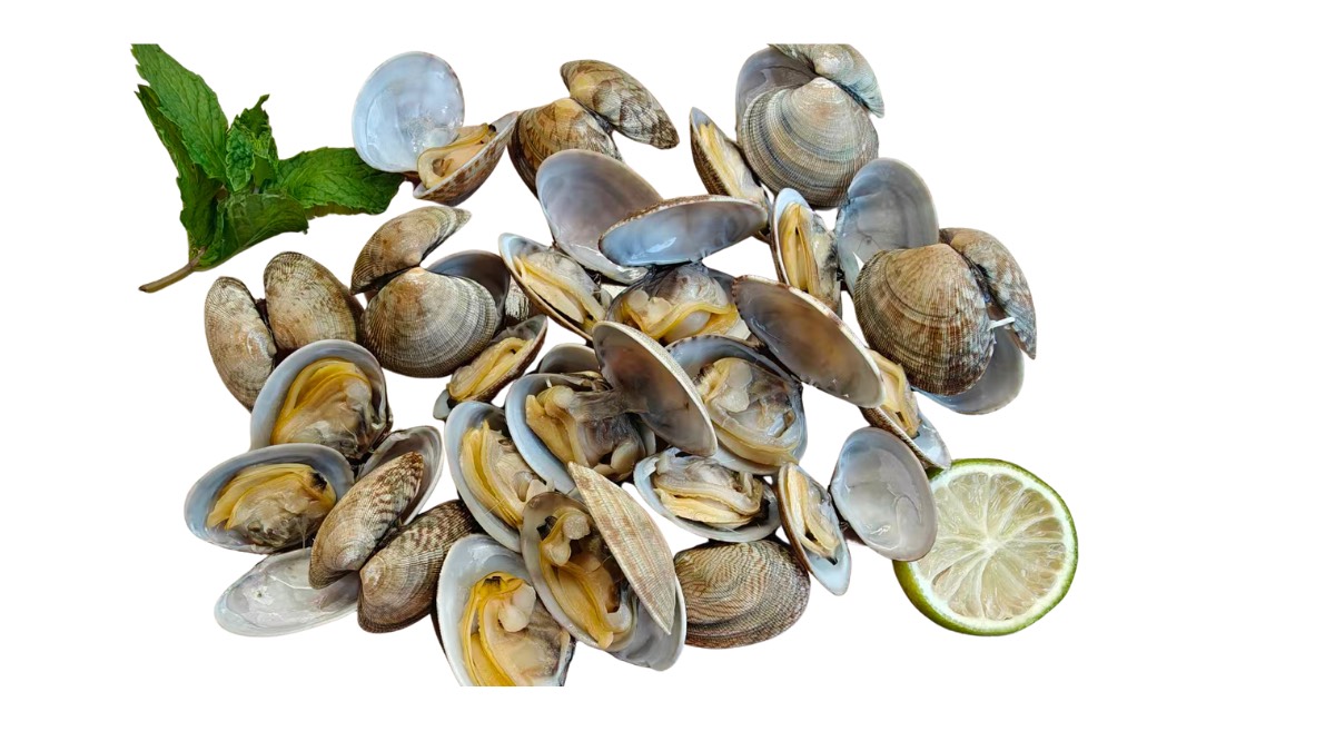 Boiled WR Clam