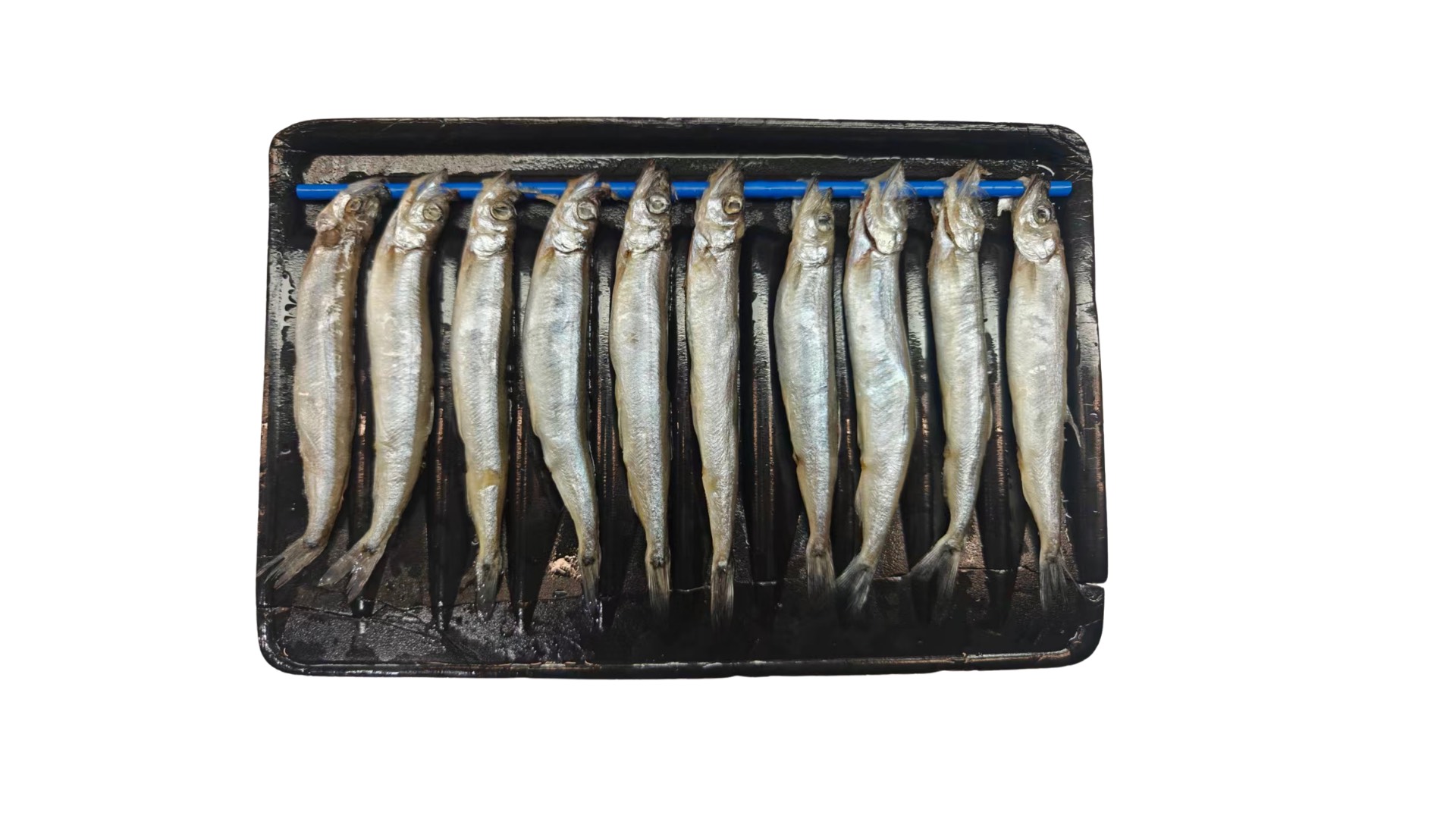 Female Capelin Fish