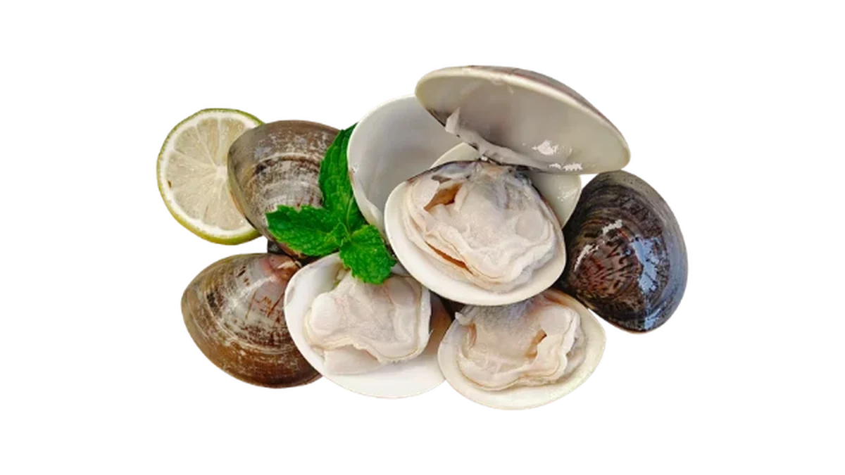 Clam seafood product