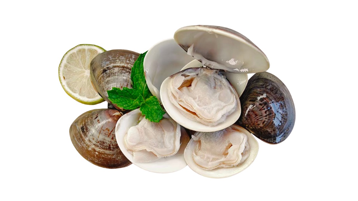 Hard Clam