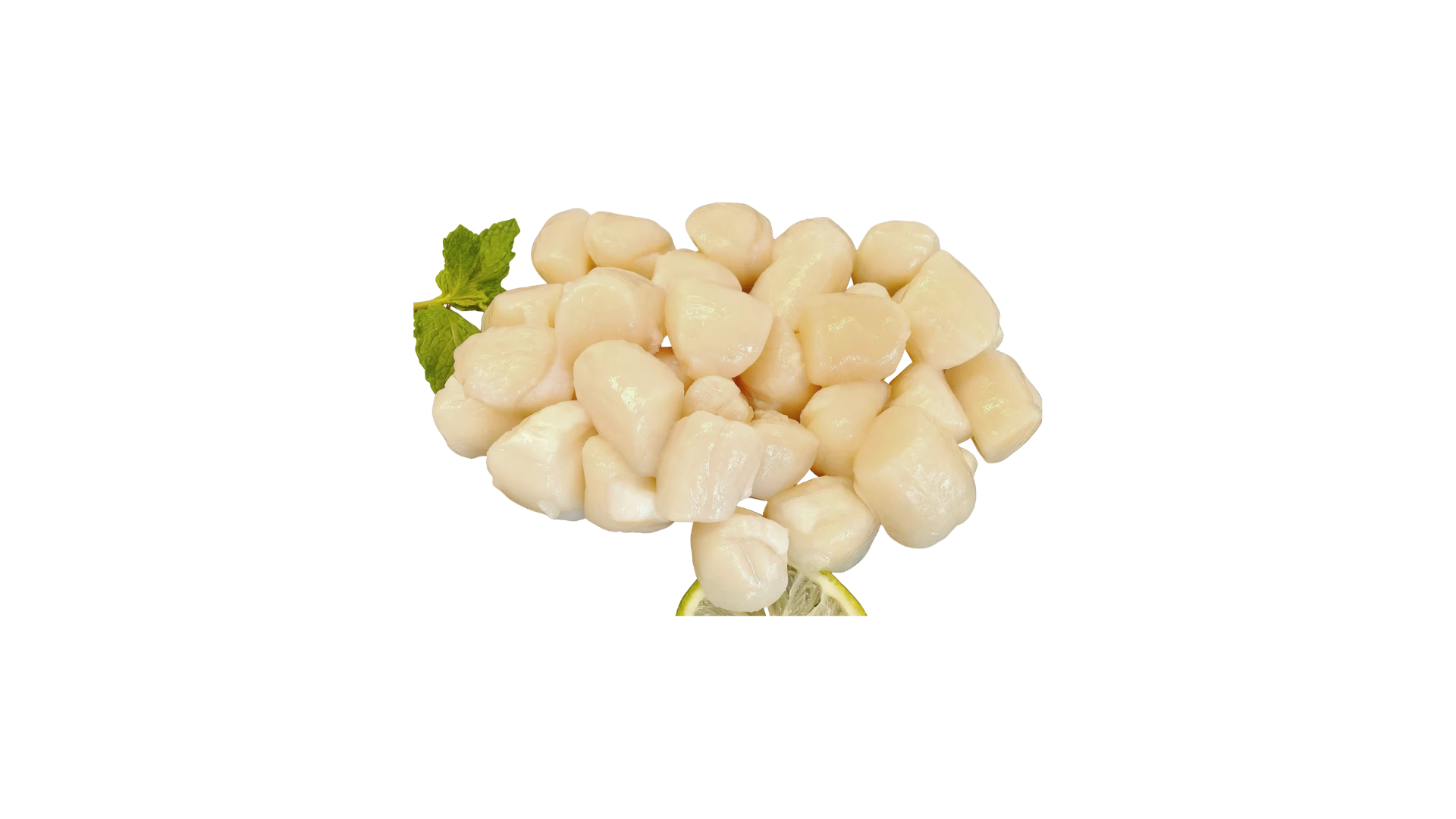 Premium Scallop
